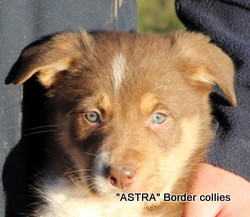 Red tricolour, Female, medium to rough coated, border collie puppy